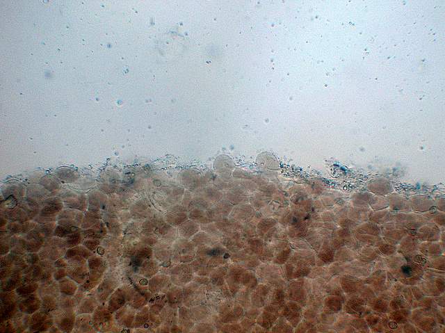 Pluteus mammifer  Romagnesi